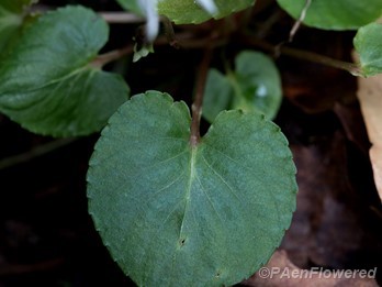 Leaf